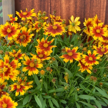 Coreopsis UpTick™ 'Gold & Bronze'