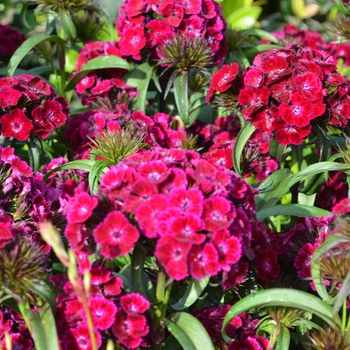 Dianthus barbatus