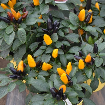 Capsicum annuum 'Zamora Yellow' 