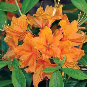 Rhododendron 'Tangerine Delight' 