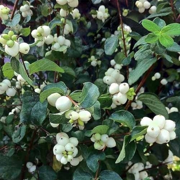 Symphoricarpos 'Bokrobright' PP14570