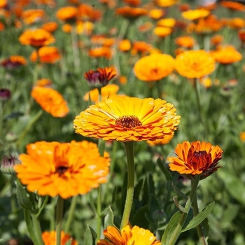 Calendula officinalis 'Maayan Orange' 