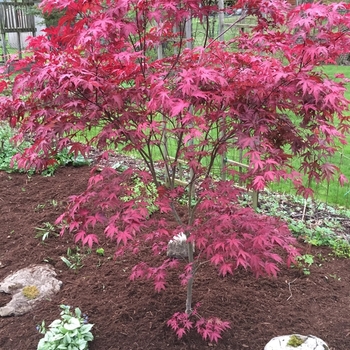 Acer palmatum 'Amagi shigure' 