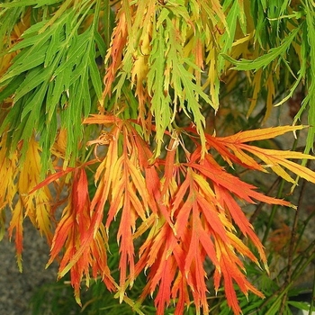 Acer palmatum 'Sekimori' 