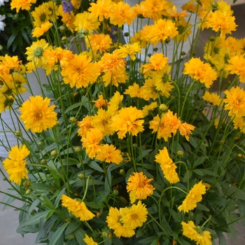 Coreopsis grandiflora 'Sun Swirl'