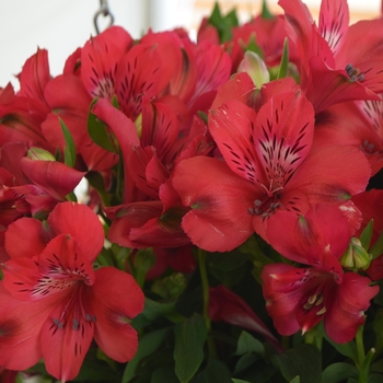 Alstroemeria 'Victorian' 