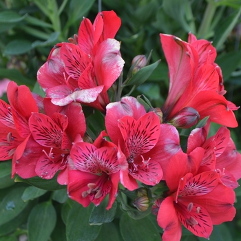 Alstroemeria 'Valentino' 