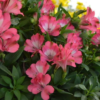 Alstroemeria 'Romance' 