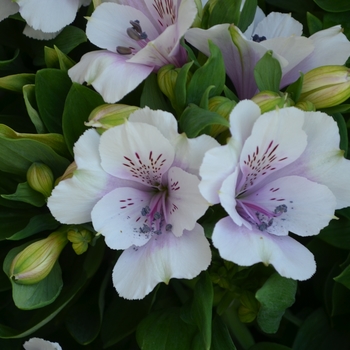 Alstroemeria Inticancha® 'Moonlight'