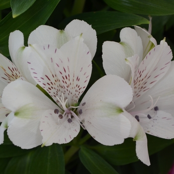 Alstroemeria 'Classic White' 