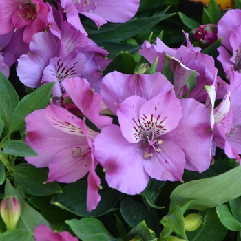 Alstroemeria Inticancha® 'Classic'