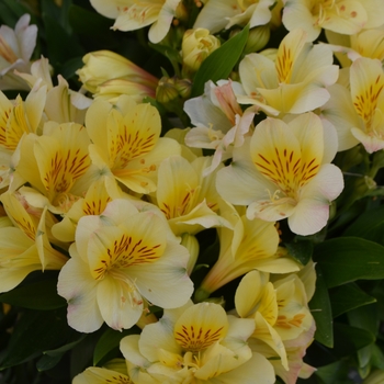 Alstroemeria Inticancha® 'Cabana'