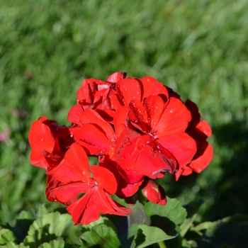 Pelargonium x hortorum 'Savannah Really Red'