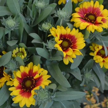 Gaillardia aristata 'SpinTop Red Starburst' 