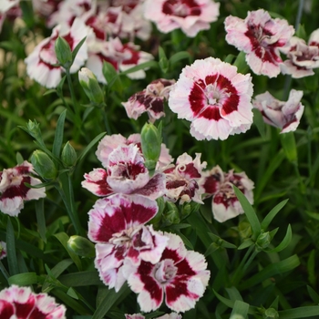 Dianthus caryophyllus 'Sunflor Kaylee'