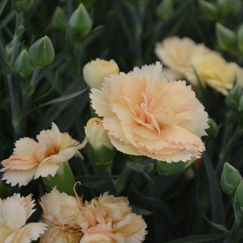 Dianthus caryophyllus 'Sunflor Amber' 