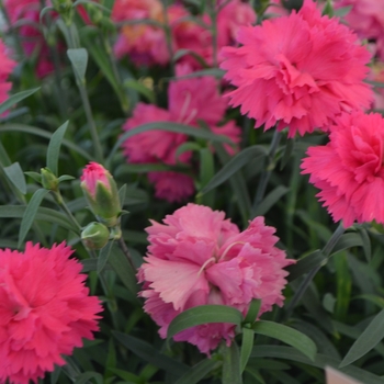 Dianthus 'Abby®' 'Hilabby'