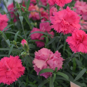 Dianthus Sunflor® 'Abby®'