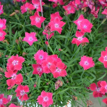 Dianthus gratianopolitanus Kahori® 'Scarlet'