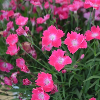 Dianthus gratianopolitanus 'Scarlet' 