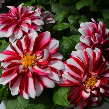 Dahlia Starsister® Red Stripes