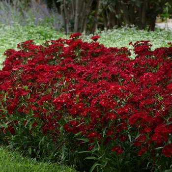 Dianthus 'Red' 