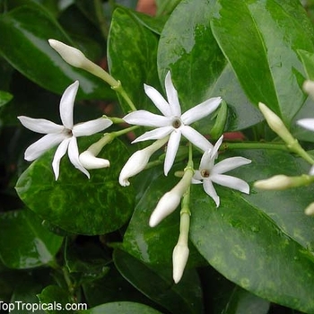 Jasminum simplicifolium