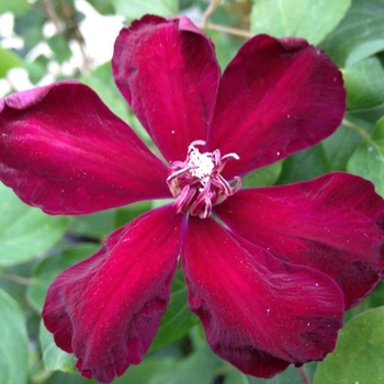 Clematis 'Westerplatte' 