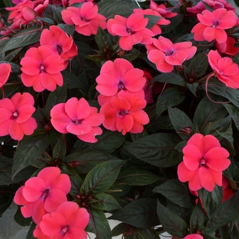 Impatiens hawkeri 'Neon Rose' 