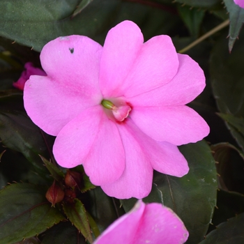 Impatiens hawkeri Sunstanding 'Lavender'