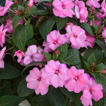 Impatiens hawkeri Sunstanding 'Lavender Frost'