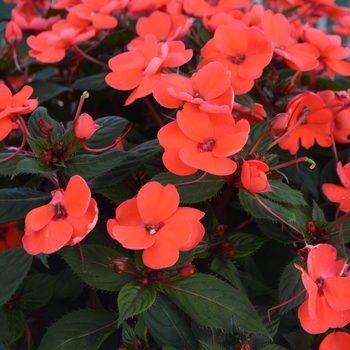 Impatiens hawkeri Sunstanding 'Coral Aurora'