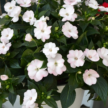 Impatiens hawkeri 'White Cloud' 