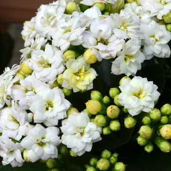 Kalanchoe Calandiva 'Whites'