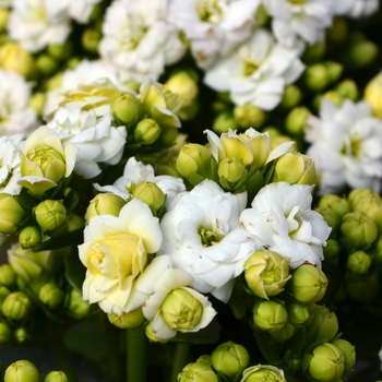 Kalanchoe Calandiva 'Ewbank'