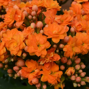 Kalanchoe Calandiva 'Soldana'