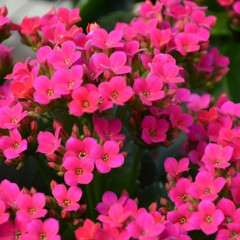 Kalanchoe Calandiva 'Lican'