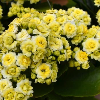 Kalanchoe Calandiva 'Lemon'