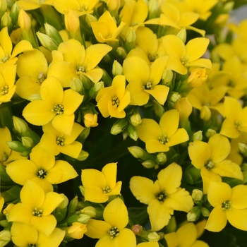 Kalanchoe 'Coto' 