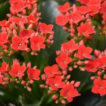 Kalanchoe 'Cima' 