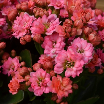 Kalanchoe Calandiva 'Birkin'