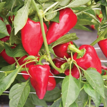 Capsicum annuum 'Numex Twilight' 