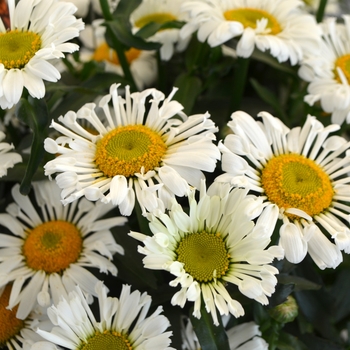 Leucanthemum maximum Sweet Daisy 'Sophie'