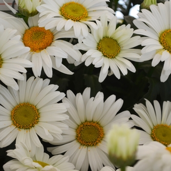 Leucanthemum maximum 'Christine' 