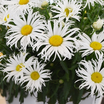 Leucanthemum maximum Sweet Daisy 'Cher'