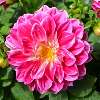 Dahlia Starsister® Flamed Rose