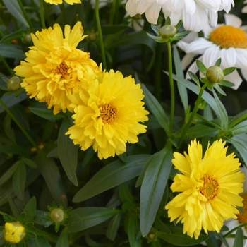 Coreopsis 'Sophia' 