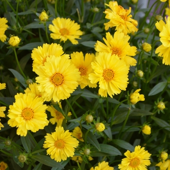 Coreopsis Leading Lady 'Sophia'