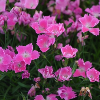 Dianthus gratianopolitanus 'Pink' 