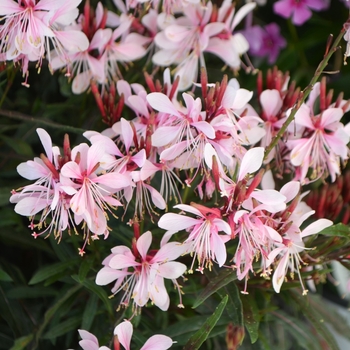 Gaura lindheimeri 'Graceful Pink' 